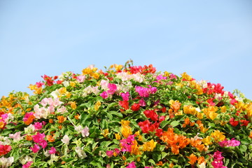 Fototapeta premium Colorful Bougainvilleas on blue sky background