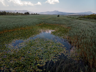 marshland with mountain in background