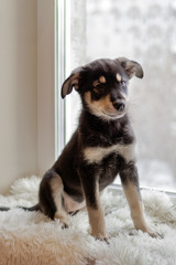 Adorable little black and tan puppy is sitting on a white plaid near a window.