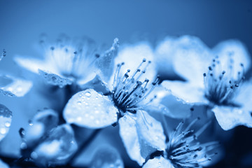 Beautiful fresh and young flowers of cherry in dew drops over blue sky. Toned in blue color