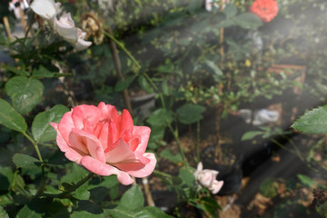 Red Roses on a bush in a garden.