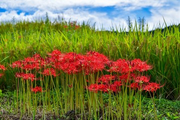 明日香村のあぜ道で見かけた彼岸花の情景＠奈良