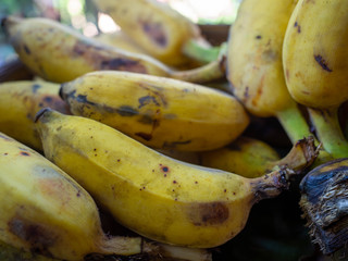 dark skin mature bananas closeup