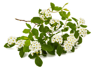 Flowers of Spirea aguta or Brides wreath, isolated on white background
