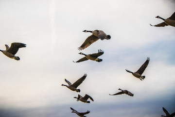 Flying South for the Winter