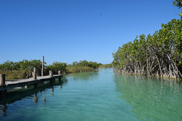 Mangroves