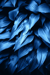 Blue leaves background. Grass and dew abstract background.