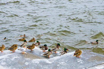 wild migratory ducks on the riverbank in winter selective