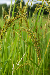 close up of green rice field.