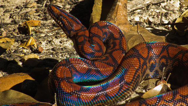 Rainbow Boa