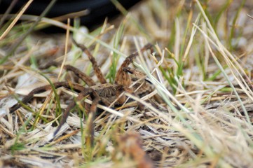 araña camina spider