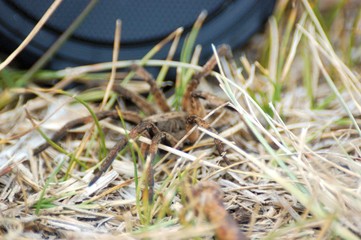 araña camina spider