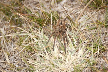 araña camina spider