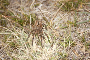 araña camina spider
