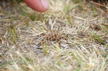 araña camina spider