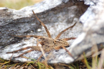 araña camina spider
