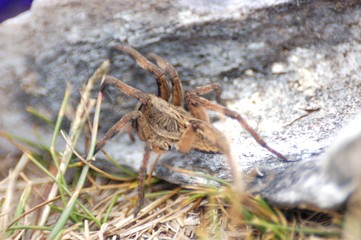 araña camina spider