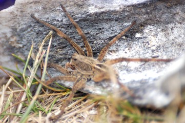 araña camina spider