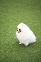 Happy puppies in a private playground