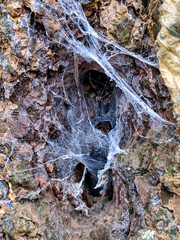 Spider web in the hollow of a tree
