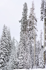 Vertical tilt shift picture of snow covered trees in the forest