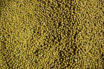 Green bean seed background for design.