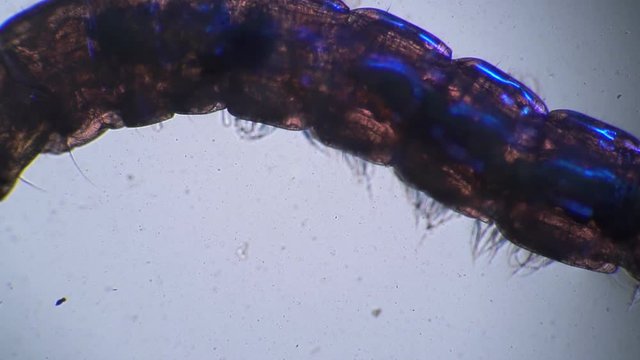 Worm mosquito Chaoborus close-up in microscope. The theme of micro biology and scientific microscopy. Water from the pond with a worm is a mosquito larvae. Larvae are used in fishing.