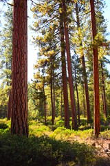 Ponderosa Pine Forest 