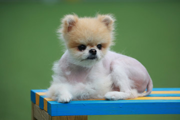 Happy puppies in a private playground