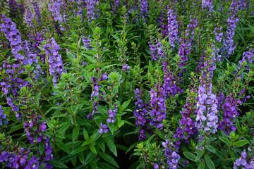 Fototapeta premium Flower garden, winter flower in Thailand, beautiful flower.
