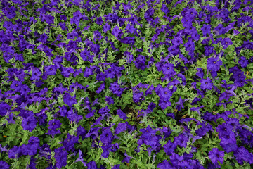 Obraz premium Flower garden, winter flower in Thailand, beautiful flower.