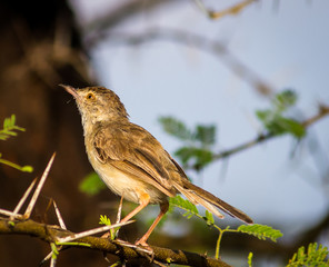 Obraz premium Portrait of a Bird