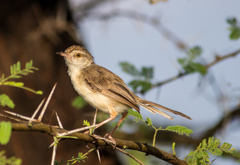 Portrait of a Bird