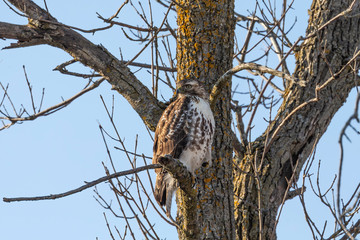 Juvenile  red-tailed hawk (Buteo jamaicensis). Natural scene from Wisconsin