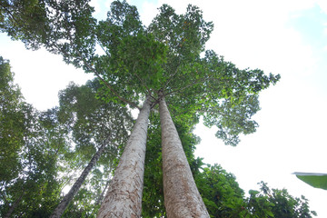 Fototapeta premium Very large rubber tree, Dalatus Roxb trees from Dipterocarpus family Dipterocarpaceae.