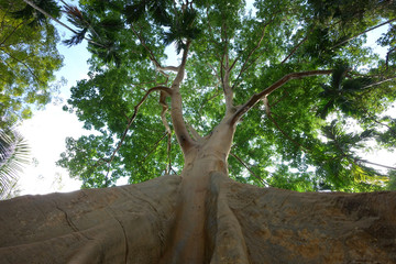 300 years old giant bee tree was found in the betel nut forest , Ban Rai ,Uthaithani. Most of tourists have to visit and taking pictures with this © sarawut