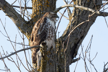 Juvenile  red-tailed hawk (Buteo jamaicensis). Natural scene from Wisconsin