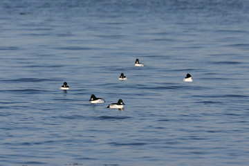 The common goldeneye (Bucephala clangula). large flocks of these  ducks pull during early winter  from north  to south each year