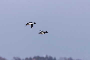 The common goldeneye (Bucephala clangula) in flight during migration from the north