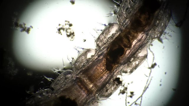 Mosquito larva Chaoborus moves in dirty water close-up in microscope. Theme of micro biology and scientific microscopy. Water from pond with a worm is a mosquito larvae. Larvae are used in fishing.