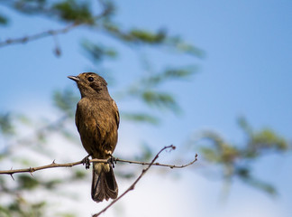 Portrait of a Bird