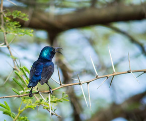 Portrait of a Bird