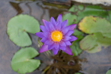 water lily Close up water droplet centre in pond