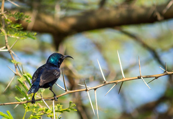 Portrait of a Bird