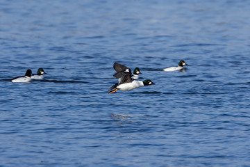 The common goldeneye (Bucephala clangula) in flight during migration from the north