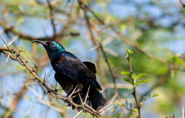 Portrait of a Bird