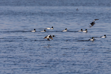 The common goldeneye (Bucephala clangula). large flocks of these  ducks pull during early winter  from north  to south each year
