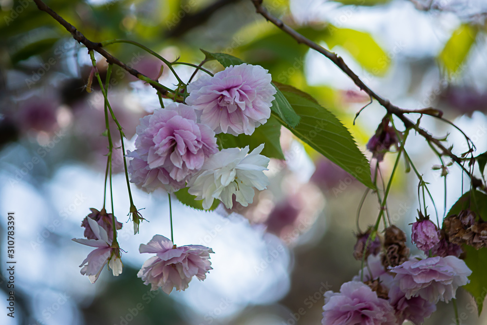 Wall mural Pink cherry blooms hanging from a tree branch