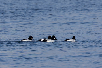 The common goldeneye (Bucephala clangula). large flocks of these  ducks pull during early winter  from north  to south each year