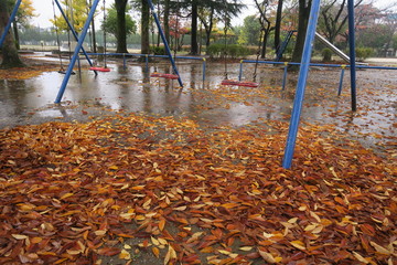 ケヤキの枯れ葉散る雨の公園風景